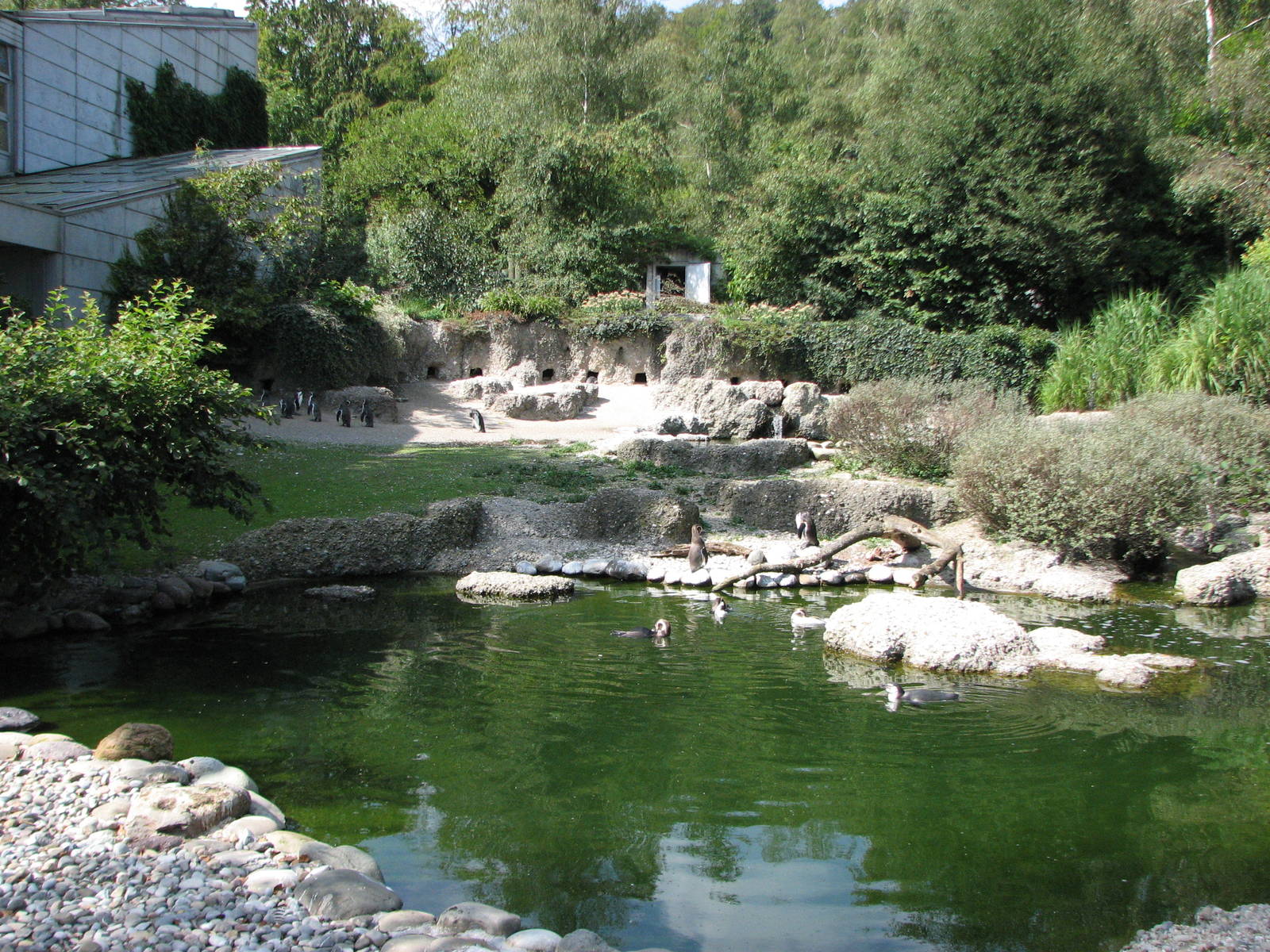 Zürich Zoo 2006 - Penguin exhibit