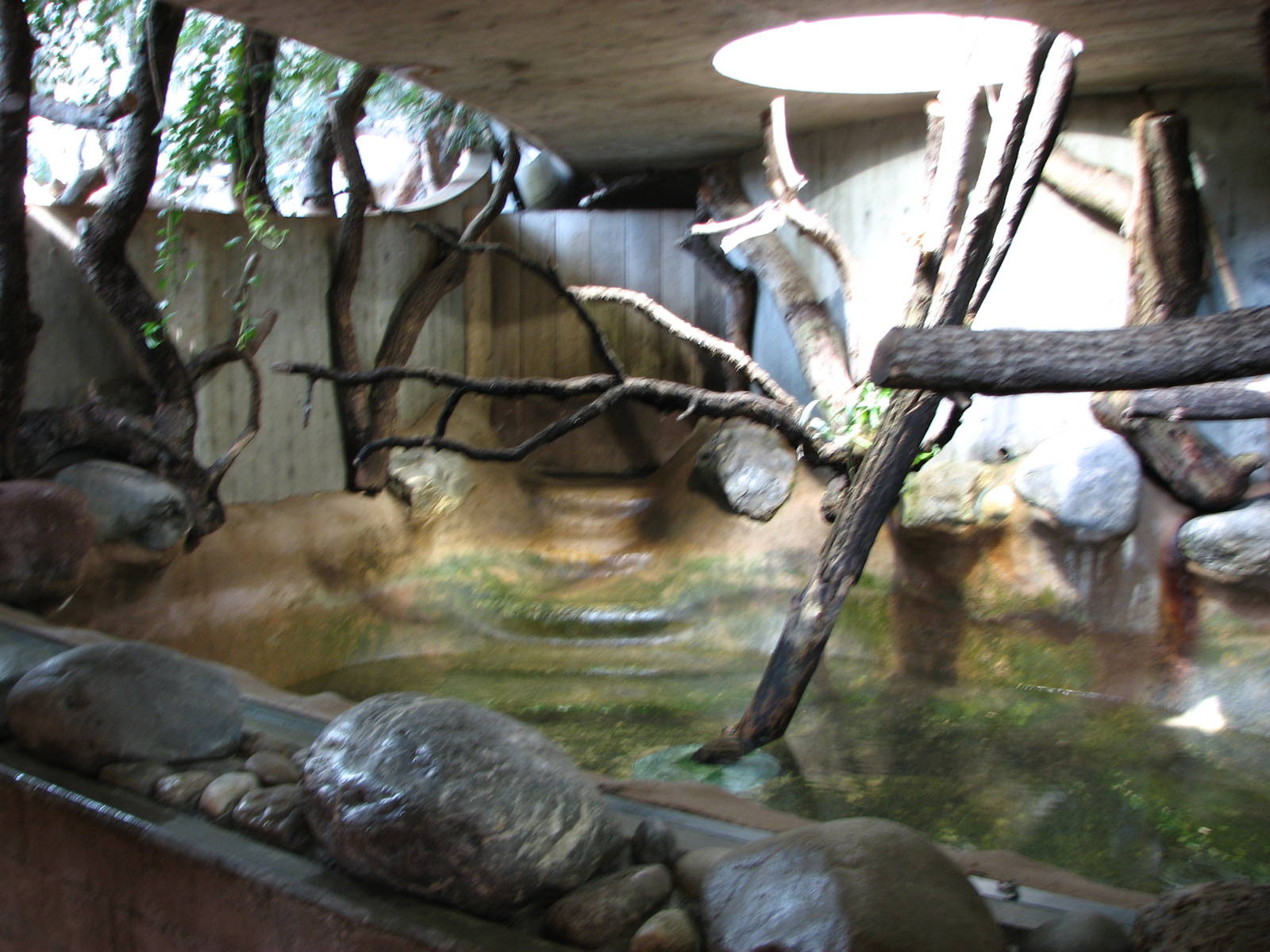 Zürich Zoo 2006 - Pigmy Hippopotamus exhibit in the Rhinoceros House