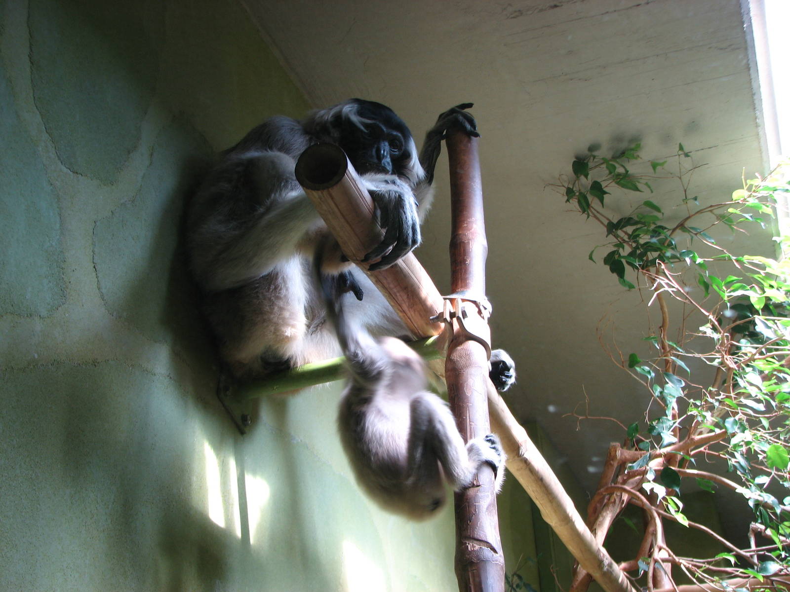 Zürich Zoo 2006 - Pileated Gibbon and young in the Ape House