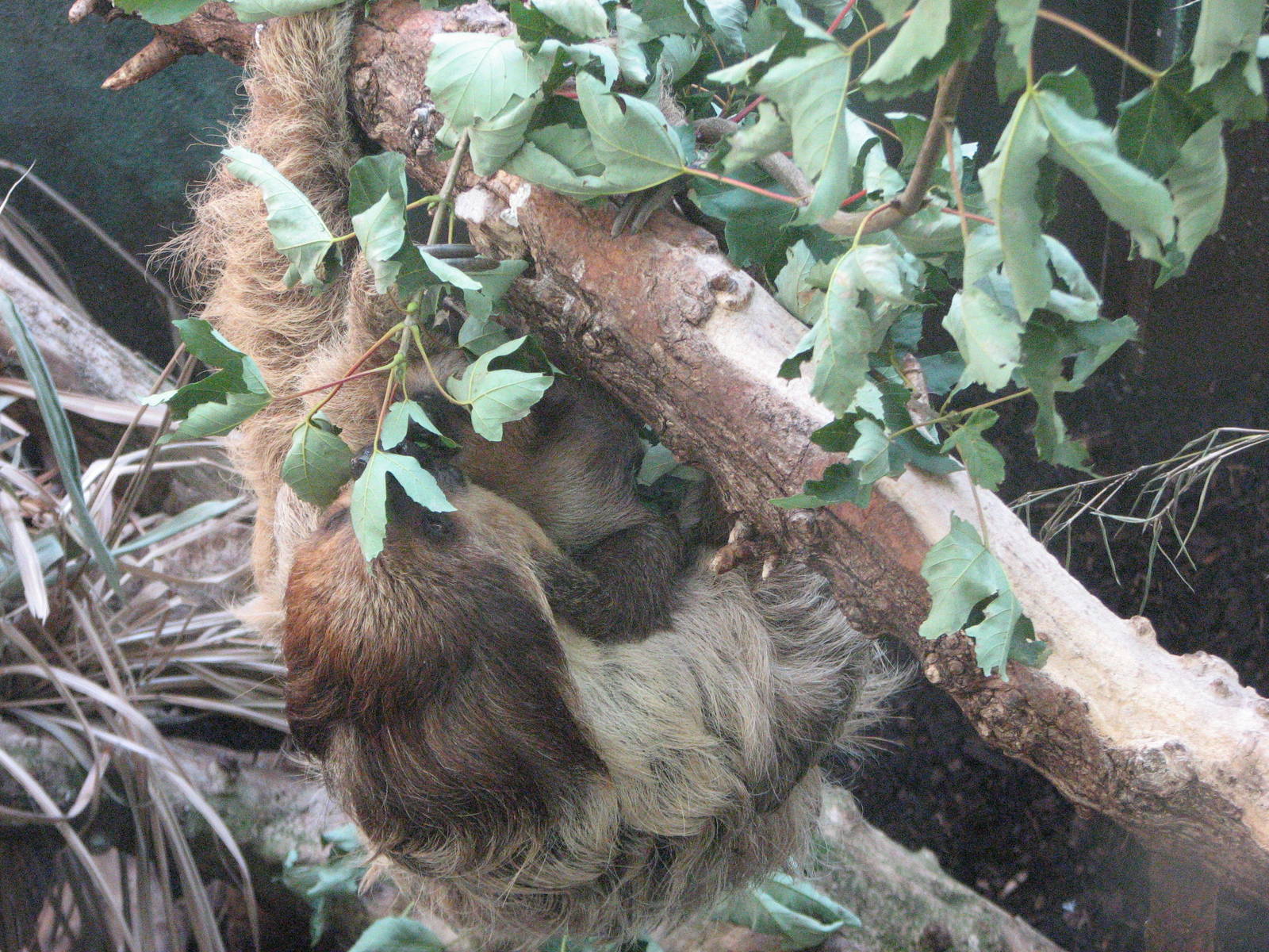 Zürich Zoo 2006 - Sloth in the Exotarium