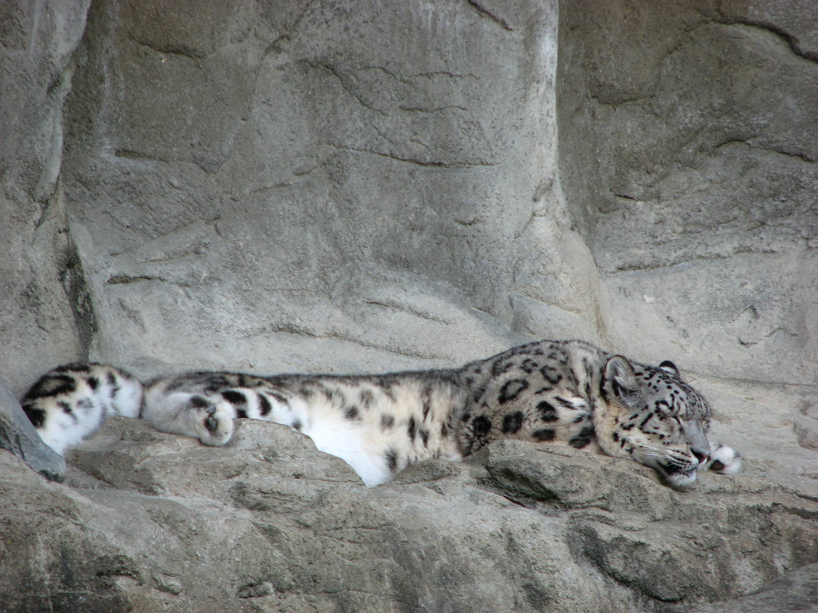 Zürich Zoo 2006 - Snow Leopard