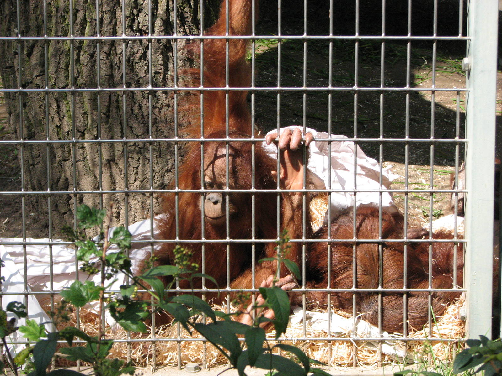 Zürich Zoo 2006 - Young Orangutans in the outdoor exhibit at the Ape House