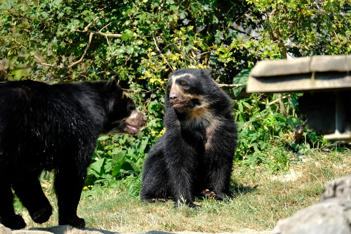 Zürich Zoo- Andean bear- 2018