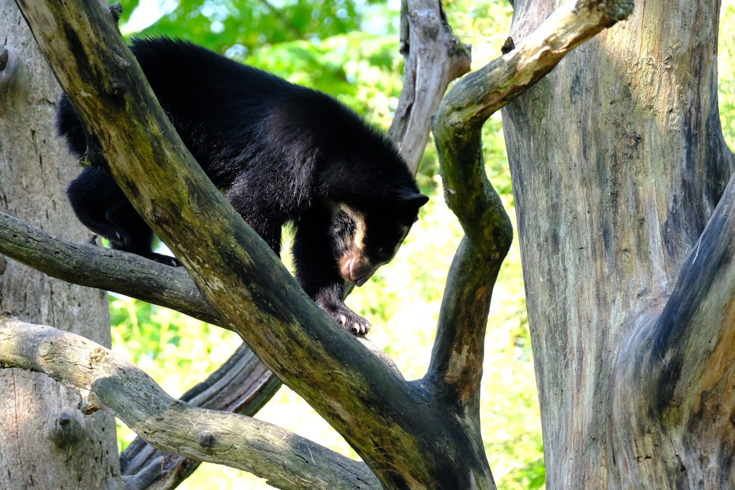 Zürich Zoo- Andean bear climbing- 2018