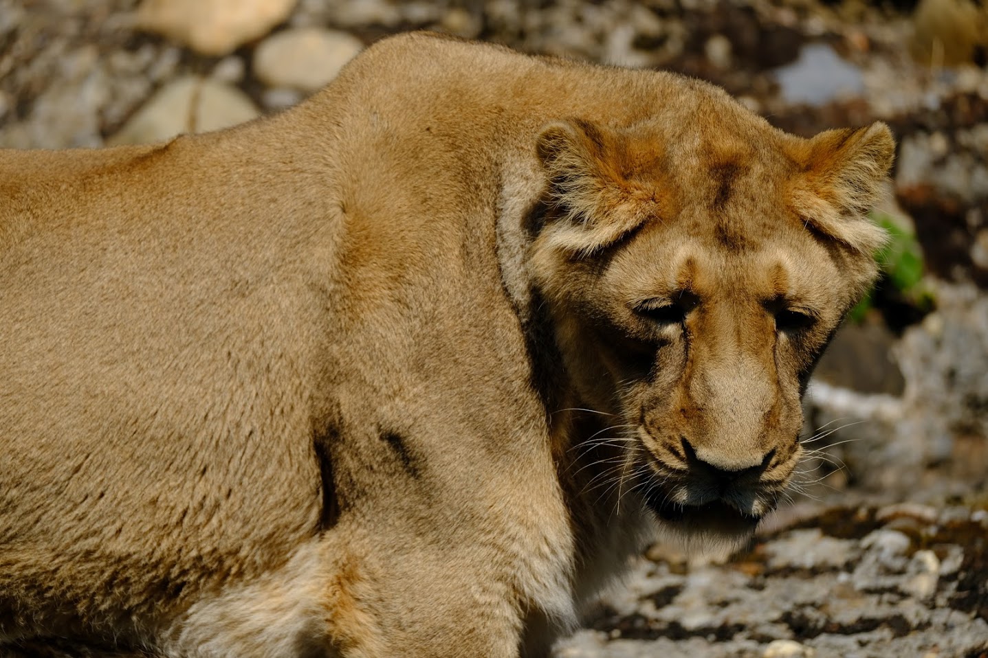 Zürich Zoo- Asian lioness- 2018