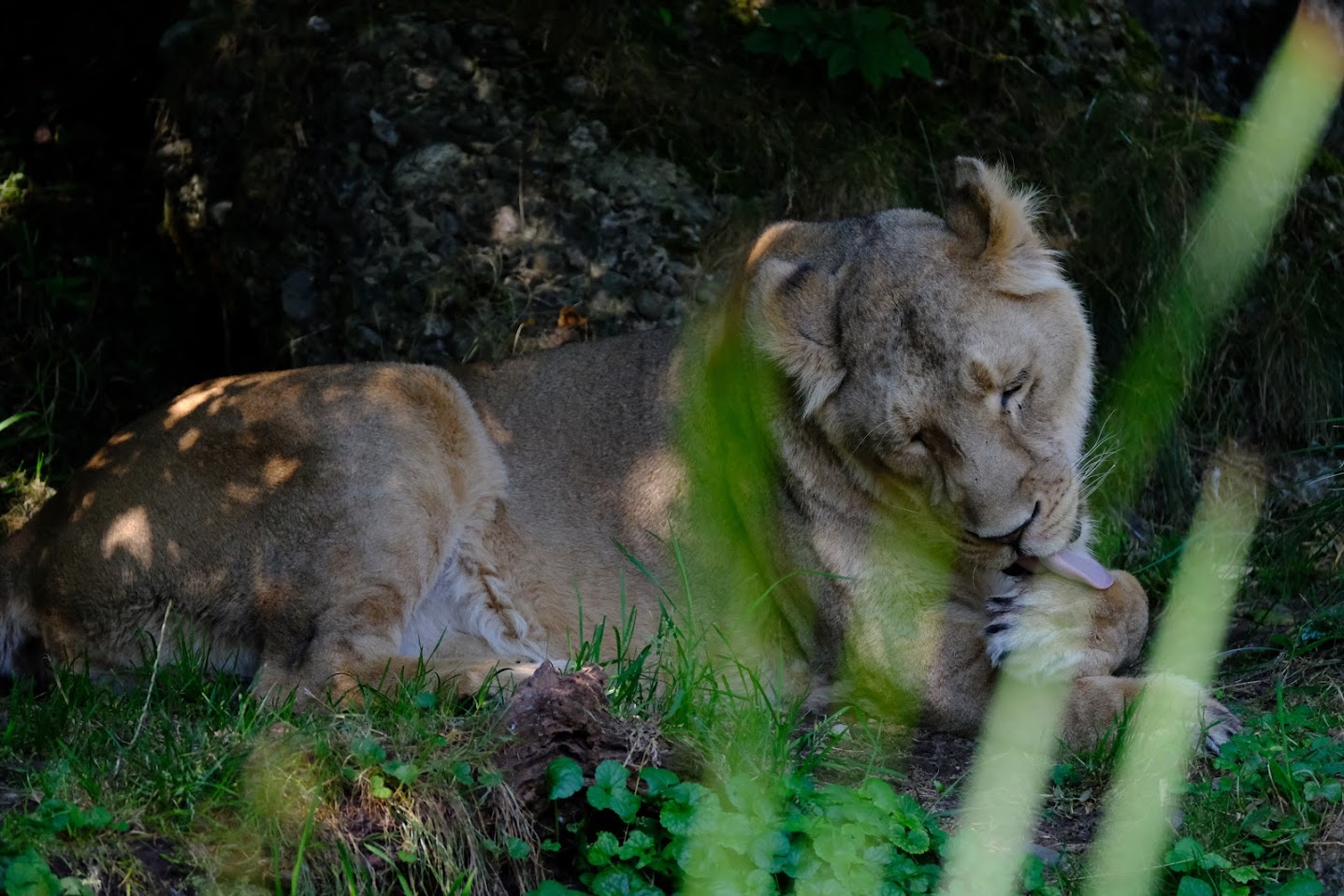 Zürich Zoo- Asian lioness cleaning herself- 2018