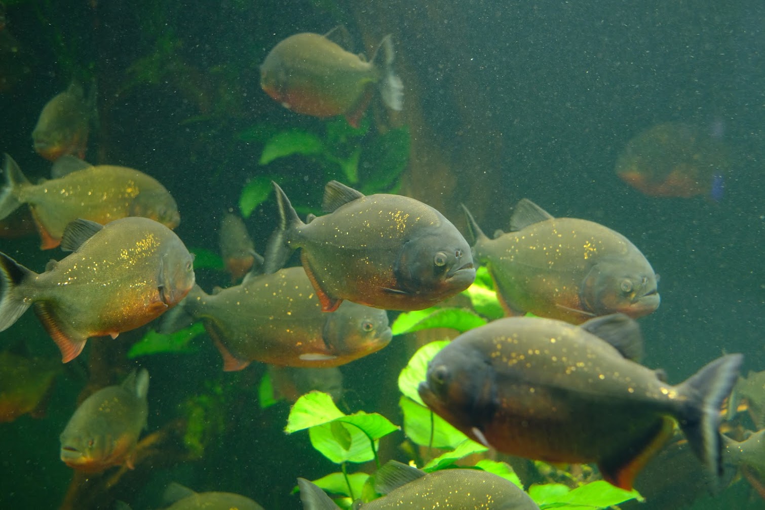 Zürich Zoo- black spot piranha- 2018