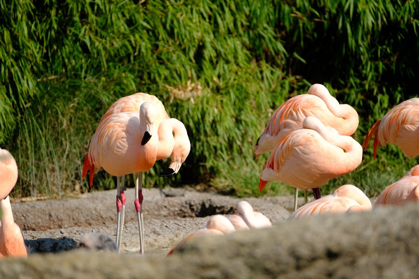 Zürich Zoo- Chilean flamingo- 2018