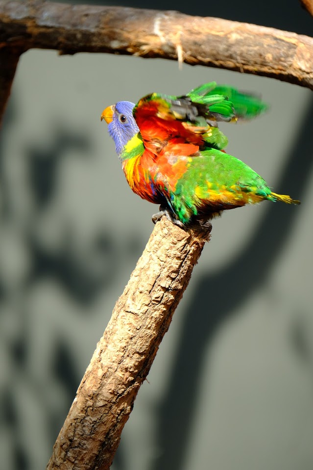 Zürich Zoo- lory getting ready to fly- 2018