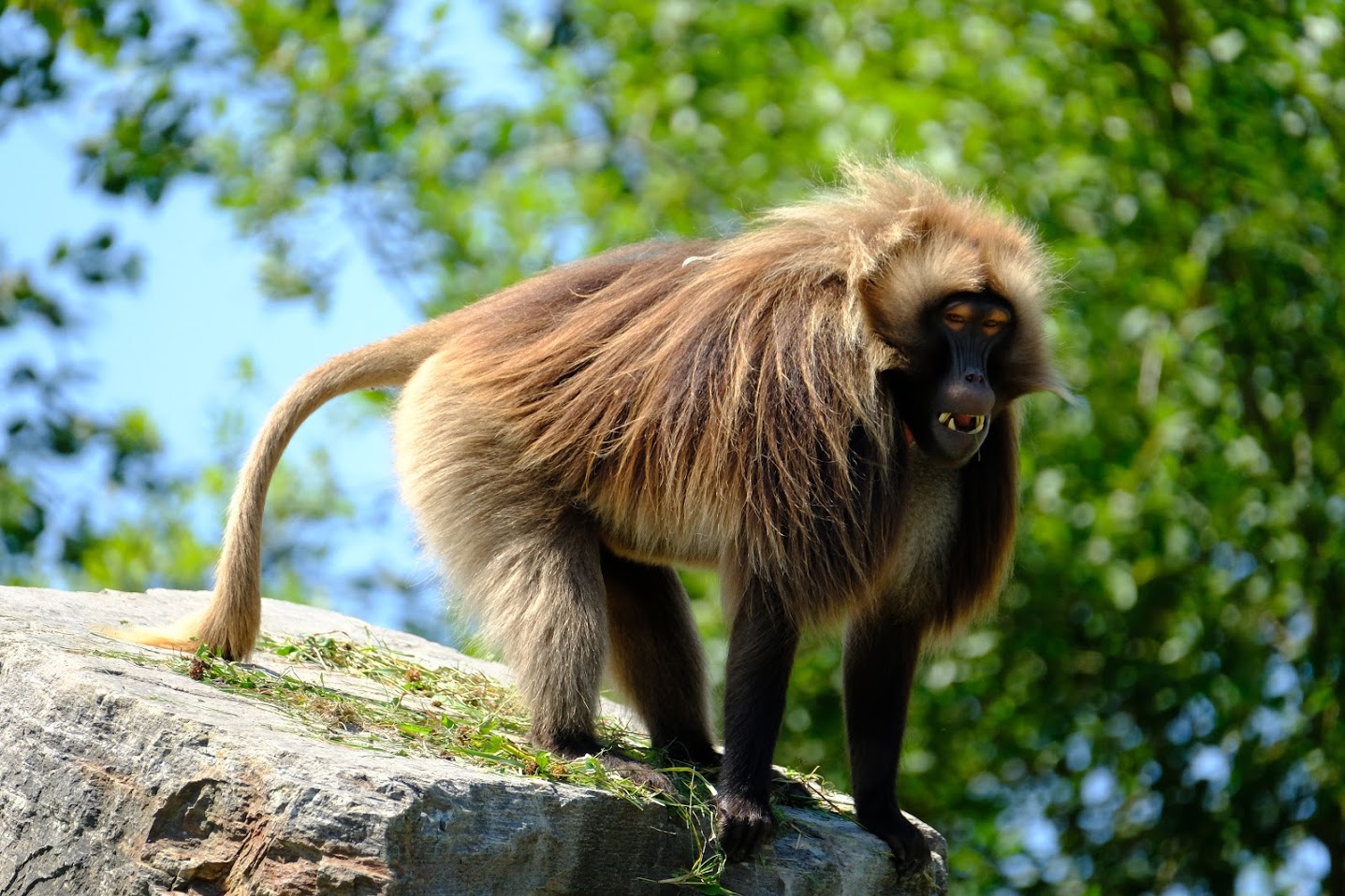 Zürich Zoo- male gelada during a fight- 2018