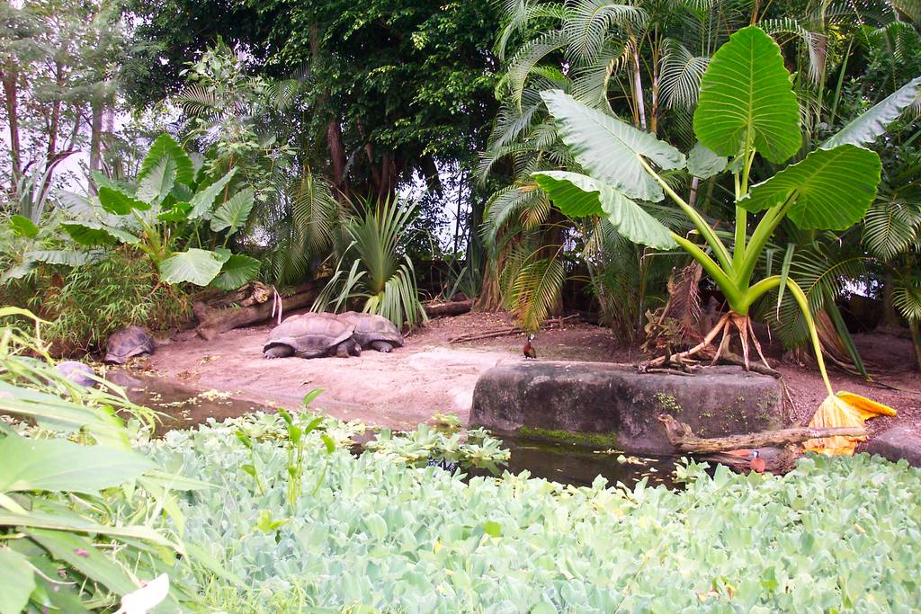 Zurich zoo- Masola exhibit