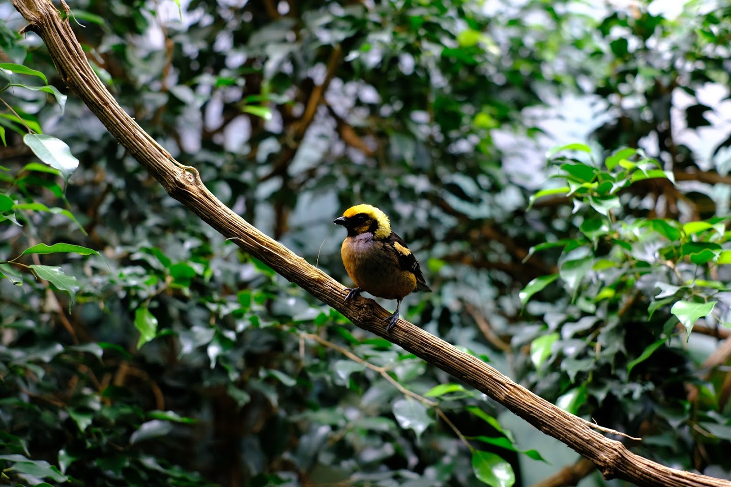 Zürich Zoo- tropical bird (ID?)- 2018