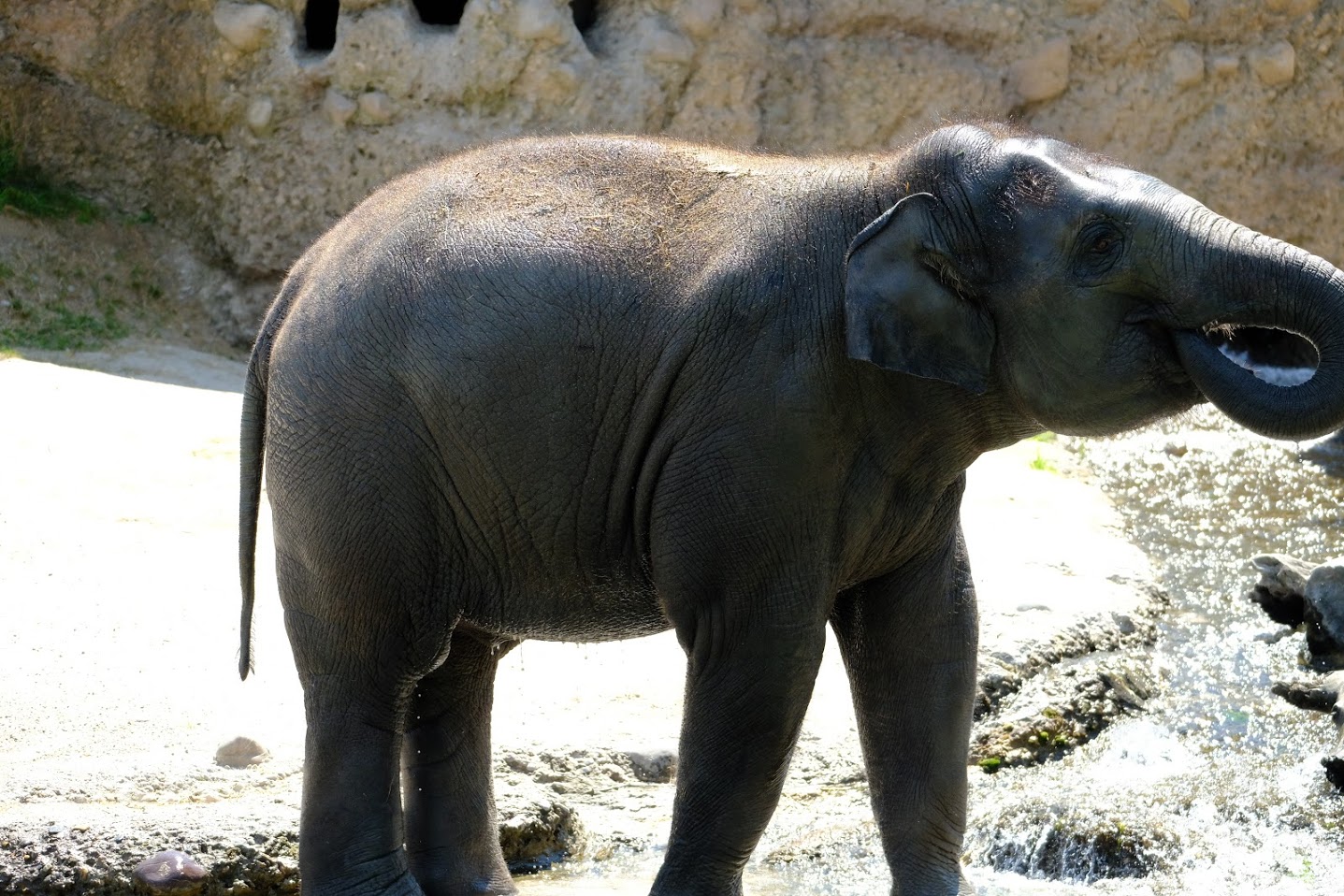 Zürich Zoo- young Asian elephant enjoying some fresh water- 2018