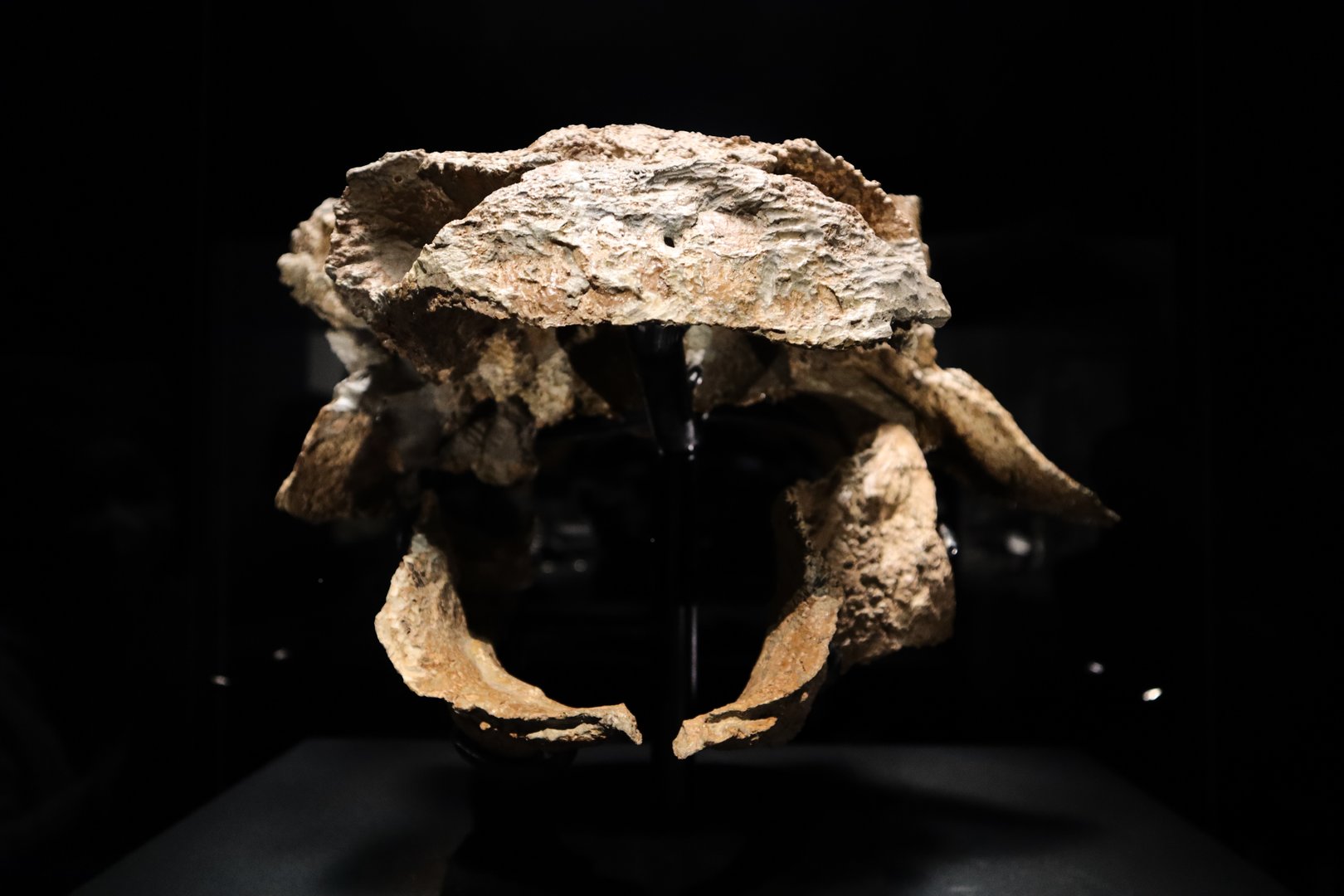 Zuul crurivastator  ROM 75860