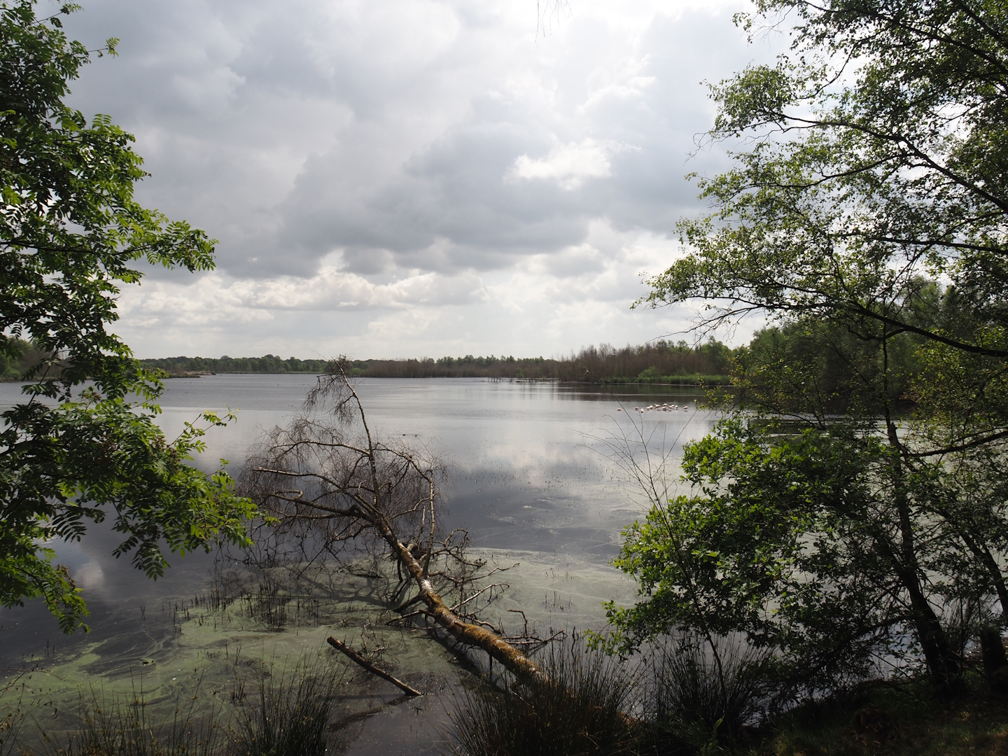 Zwillbrocker Venn, 2025-05-26