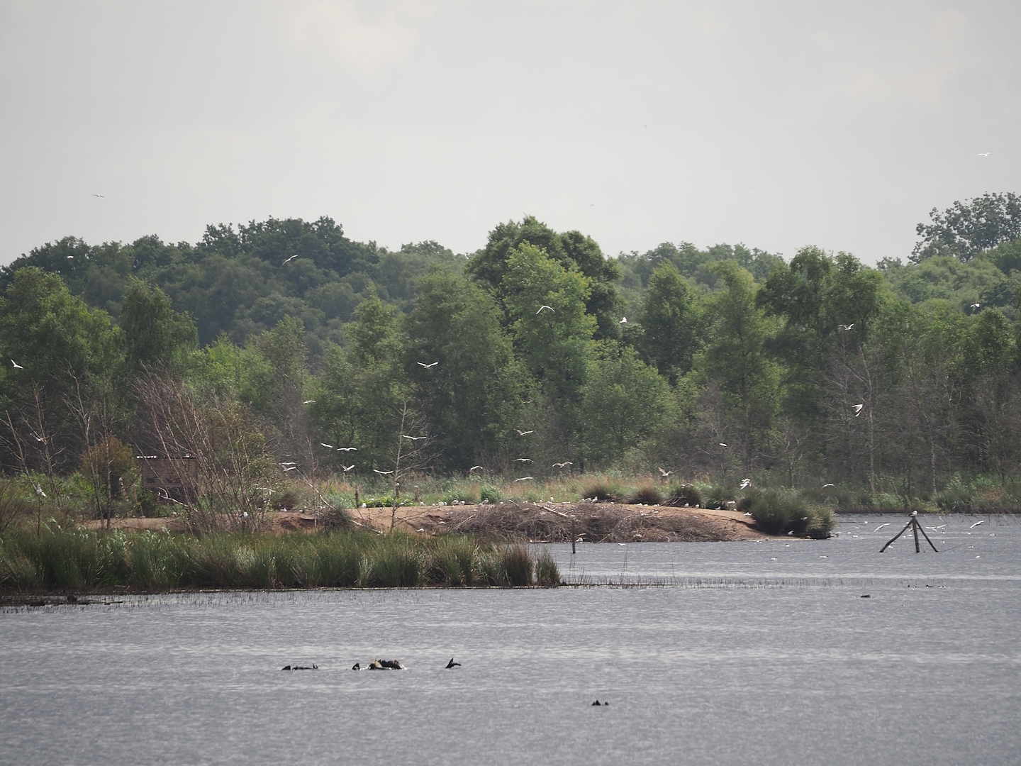 Zwillbrocker Venn - Flamingo-Insel with breeding flamingos and black-headed gull breeding colony, 2025-05-26