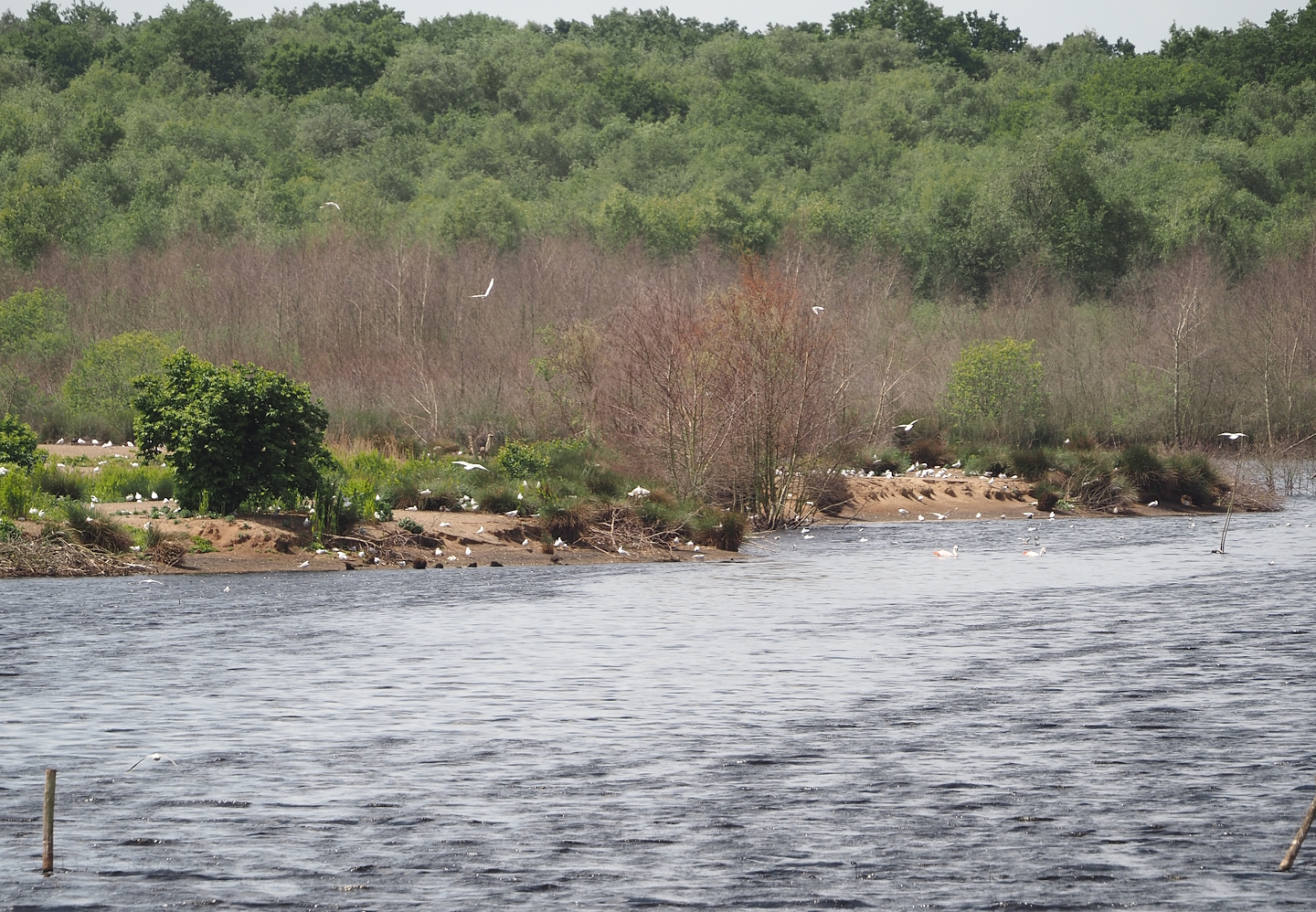 Zwillbrocker Venn - Flamingo-Insel with breeding flamingos and black-headed gull breeding colony, 2025-05-26