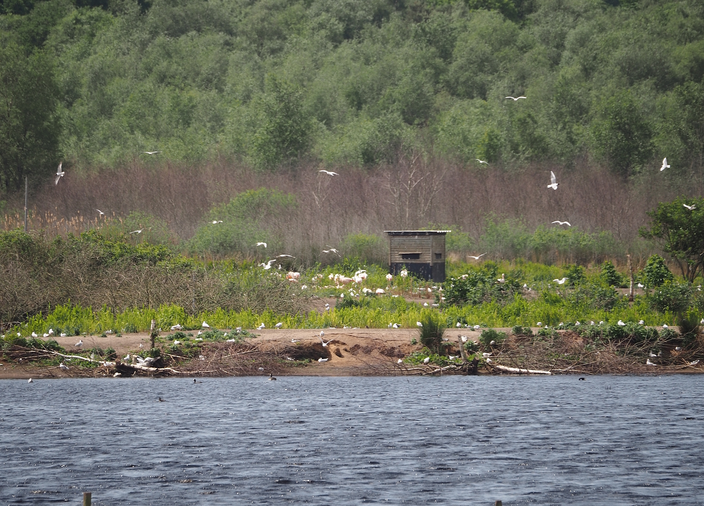 Zwillbrocker Venn - Flamingo-Insel with breeding flamingos and black-headed gull breeding colony, 2025-05-26