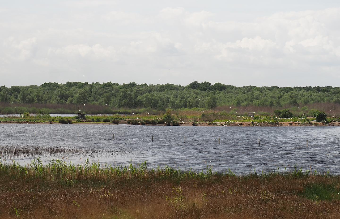 Zwillbrocker Venn - Flamingo-Insel with breeding flamingos and black-headed gull breeding colony, 2025-05-26
