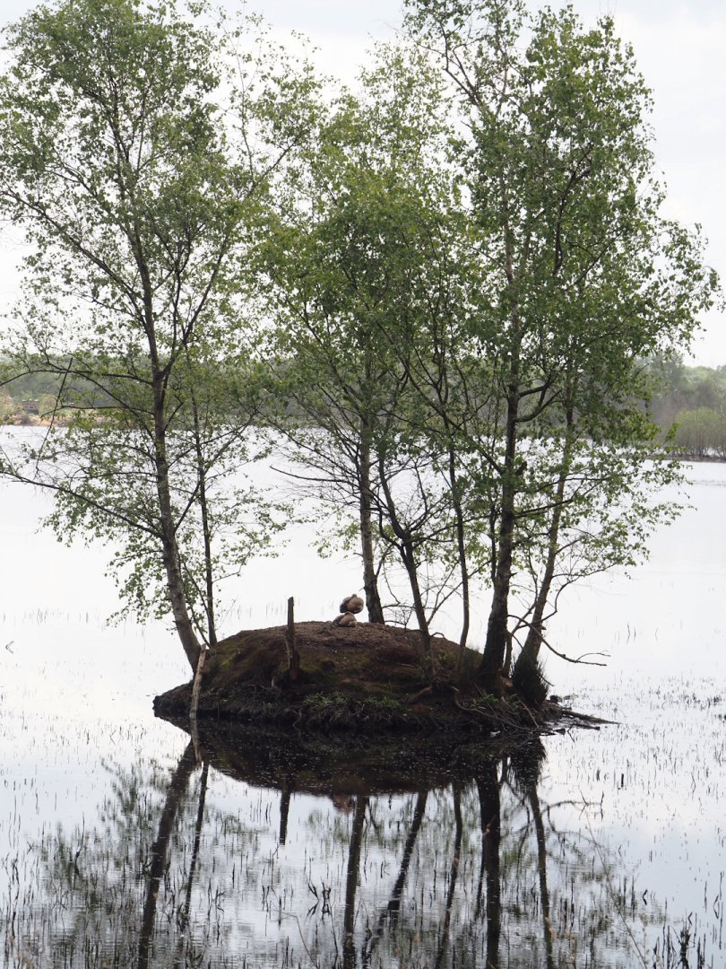 Zwillbrocker Venn - Island for waterfowl, 2025-05-26