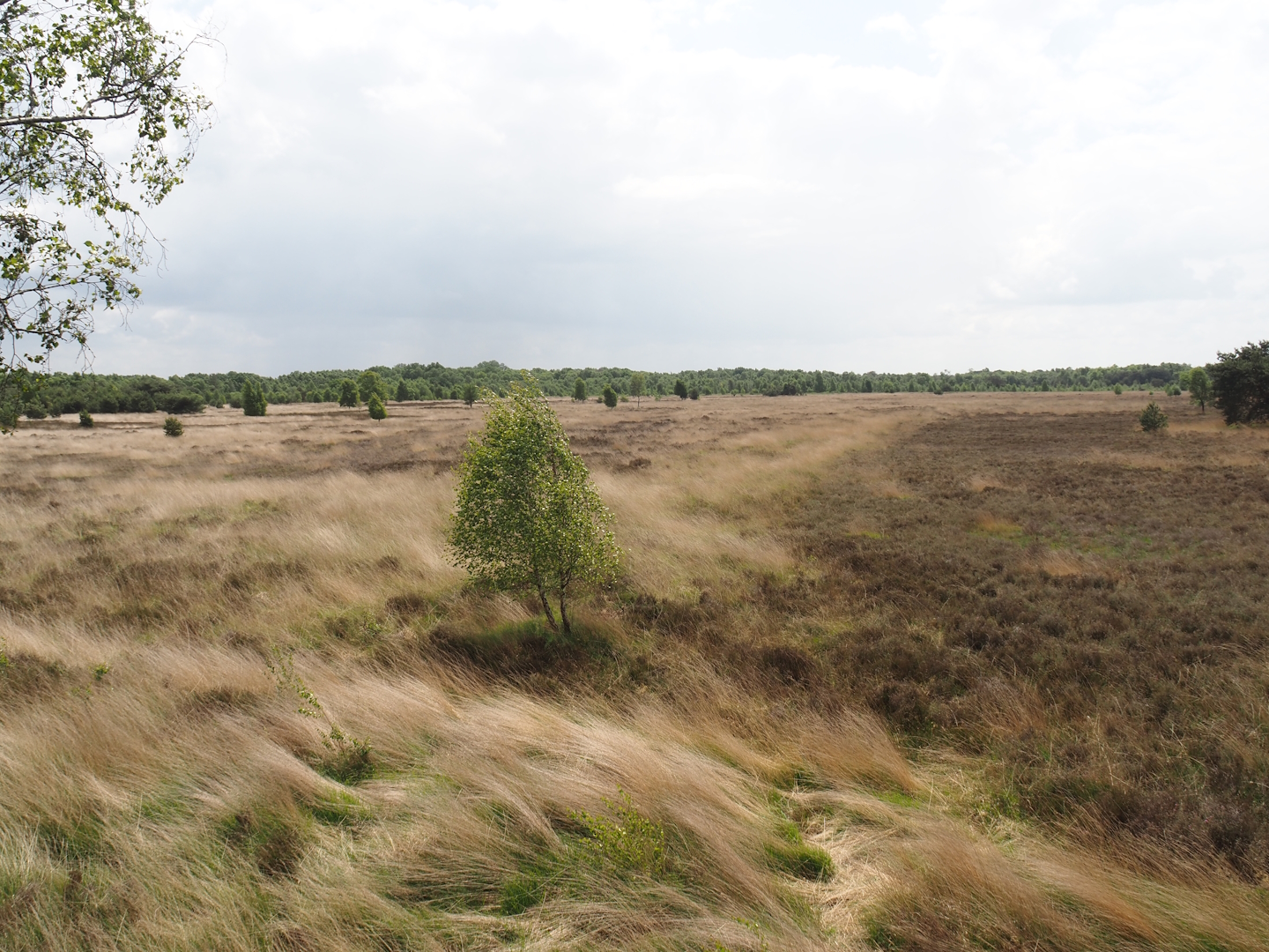 Zwillbrocker Venn - Moorland, 2025-05-26