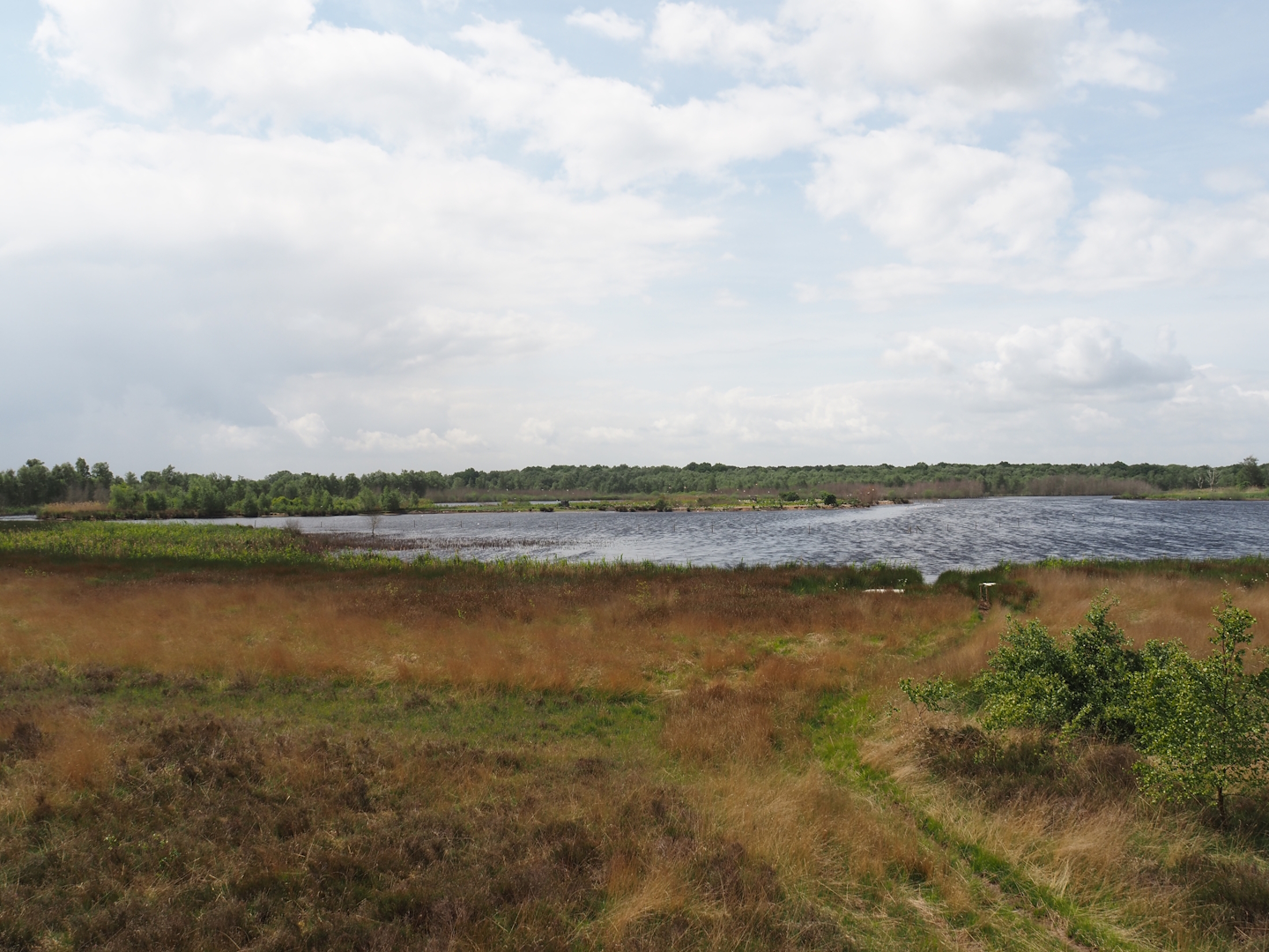 Zwillbrocker Venn - View from viewing tower towards Flamingo-Insel, 2025-05-26
