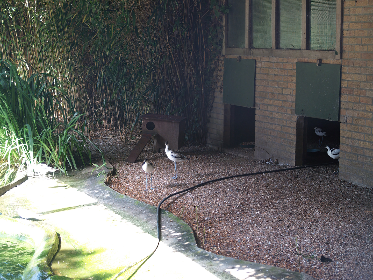 Zwin Bird Park (Now closed and demolished) - Beach area and building for pied avocets and Eurasian goldeneyes, 2006-07-14