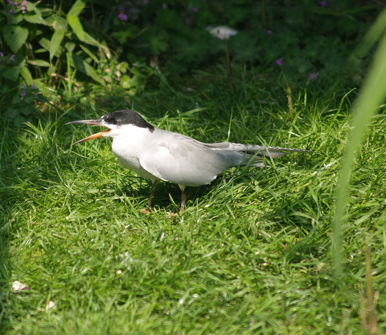 Zwin Bird Park (Now closed and demolished) - Common tern (Sterna hirundo), 2007-04-22