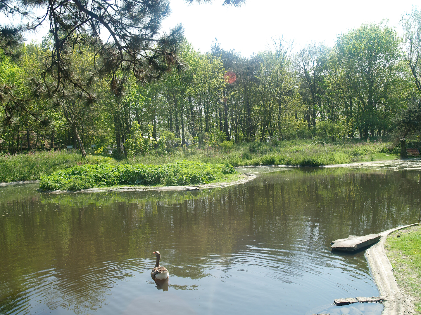 Zwin Bird Park (Now closed and demolished) - Duck and geese exhibit, 2007-04-22