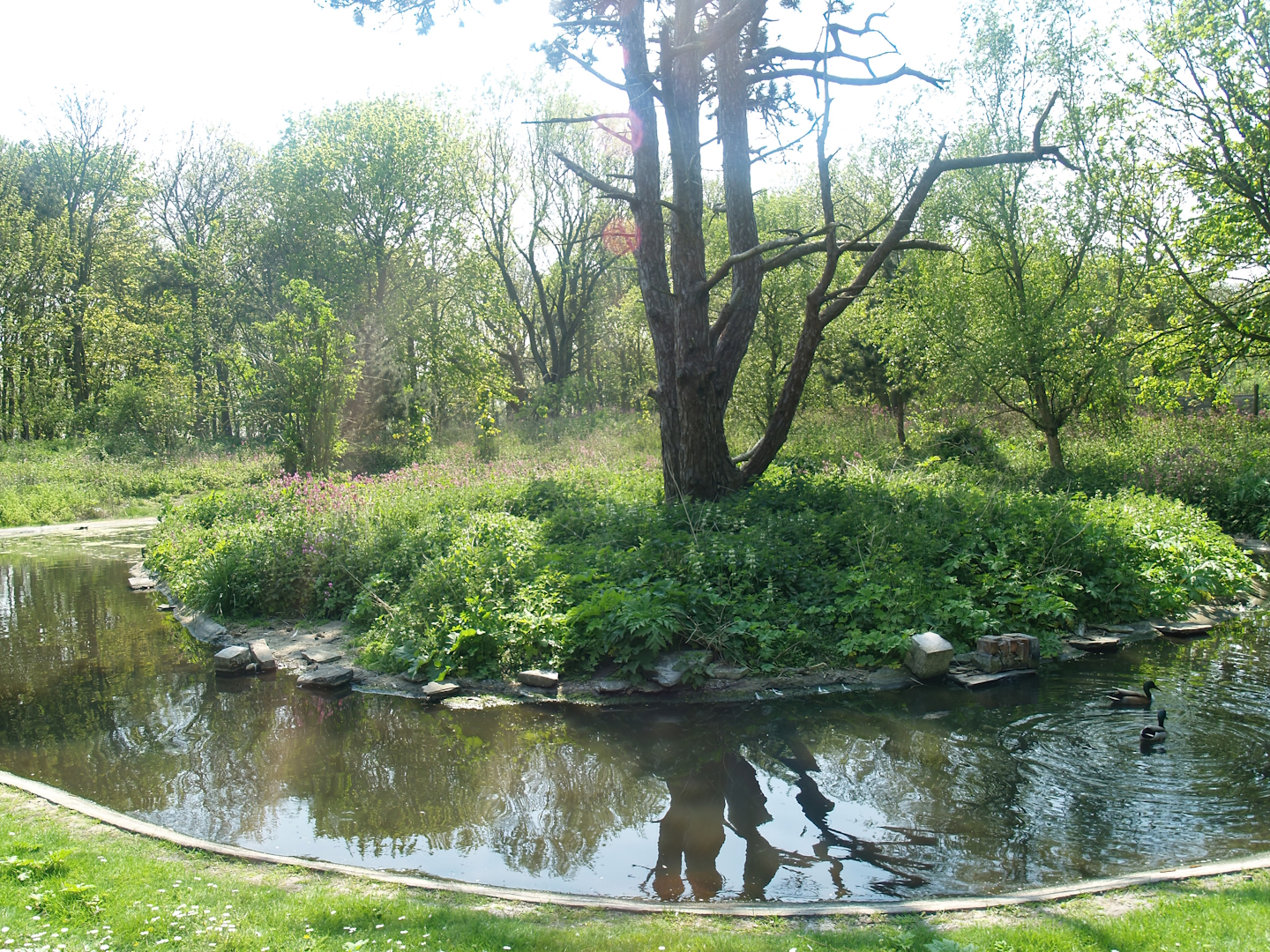 Zwin Bird Park (Now closed and demolished) - Duck and goose exhibit, 2007-04-22