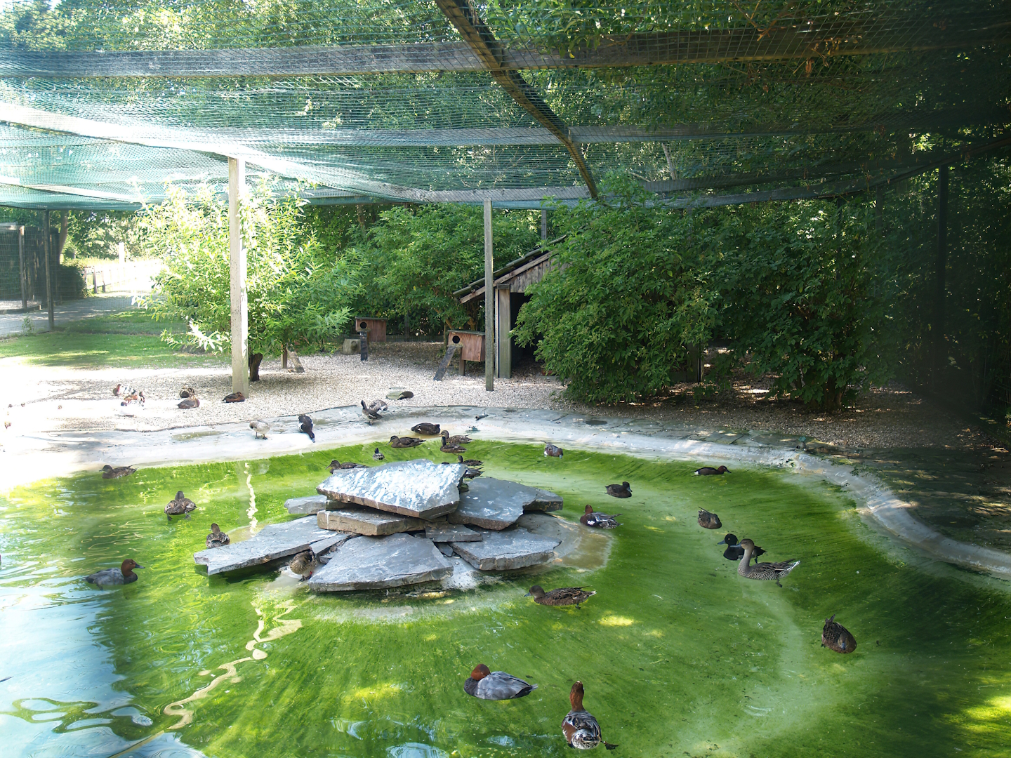 Zwin Bird Park (Now closed and demolished) - Duck and seabird aviary, 2006-07-14