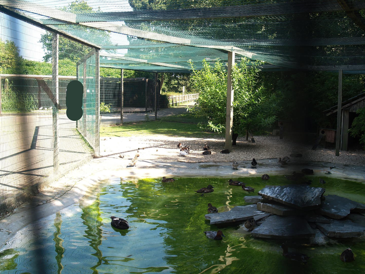Zwin Bird Park (Now closed and demolished) - Duck and seabird aviary, 2006-07-14