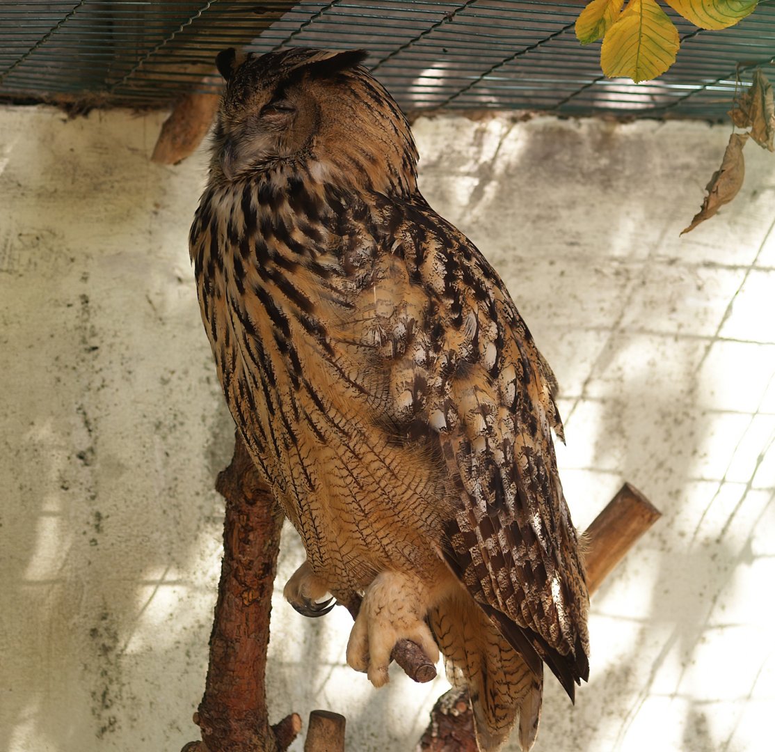Zwin Bird Park (Now closed and demolished) - Eurasian eagle owl (Bubo bubo bubo), 2006-07-14