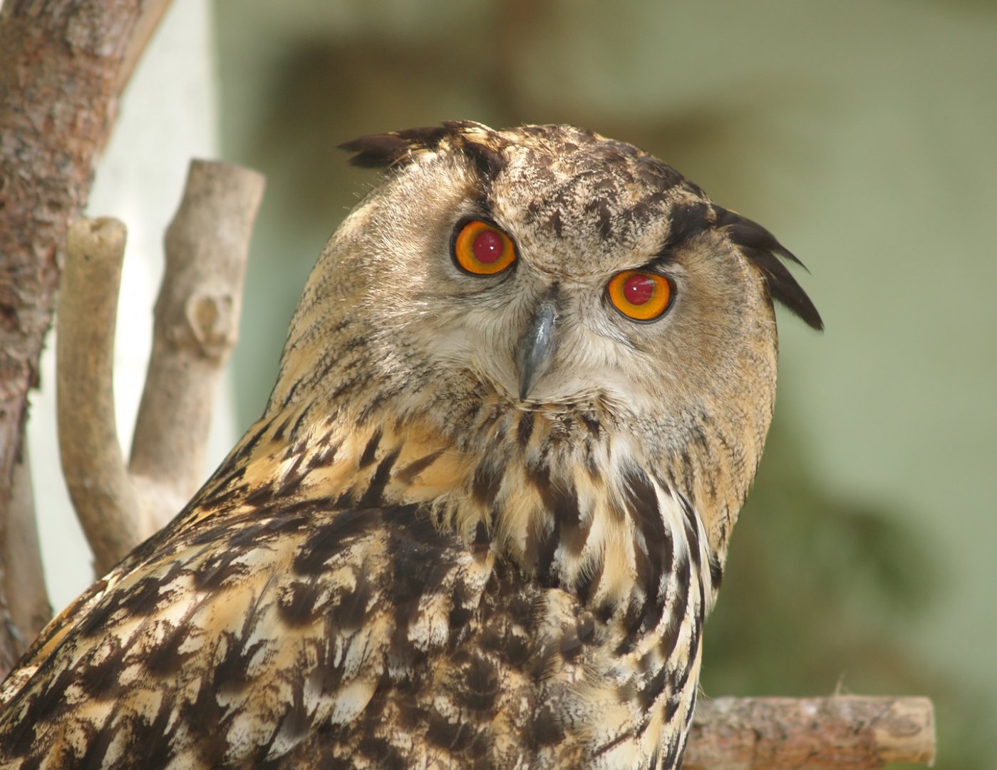 Zwin Bird Park (Now closed and demolished) - Eurasian eagle owl (Bubo bubo bubo), 2007-04-22