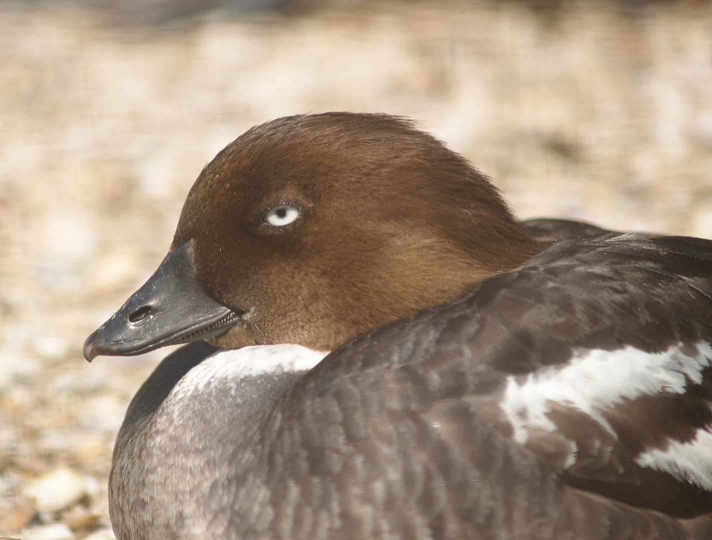 Zwin Bird Park (Now closed and demolished) - Eurasian goldeneye (Bucephala clangula clangula), 2007-04-22