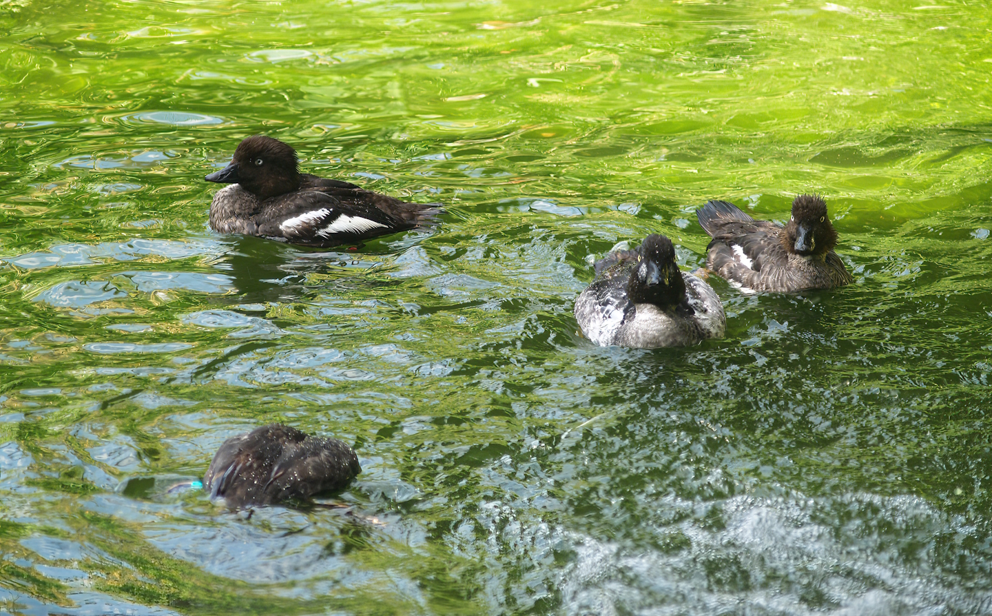 Zwin Bird Park (Now closed and demolished) - Eurasian goldeneyes (Bucephala clangula clangula), 2006-07-14