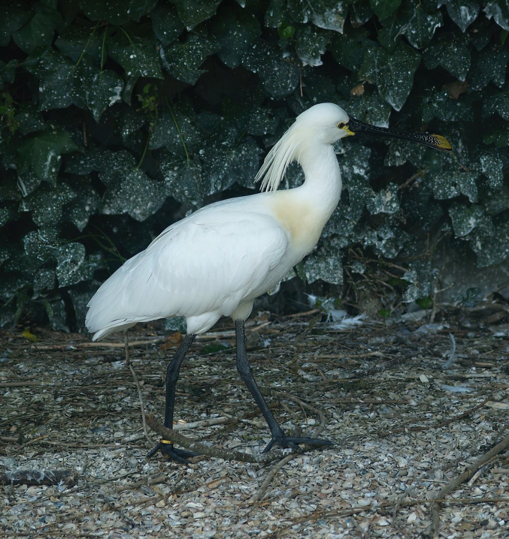 Zwin Bird Park (Now closed and demolished) - Eurasian spoonbill (Platalea leucorodia), 2007-04-22