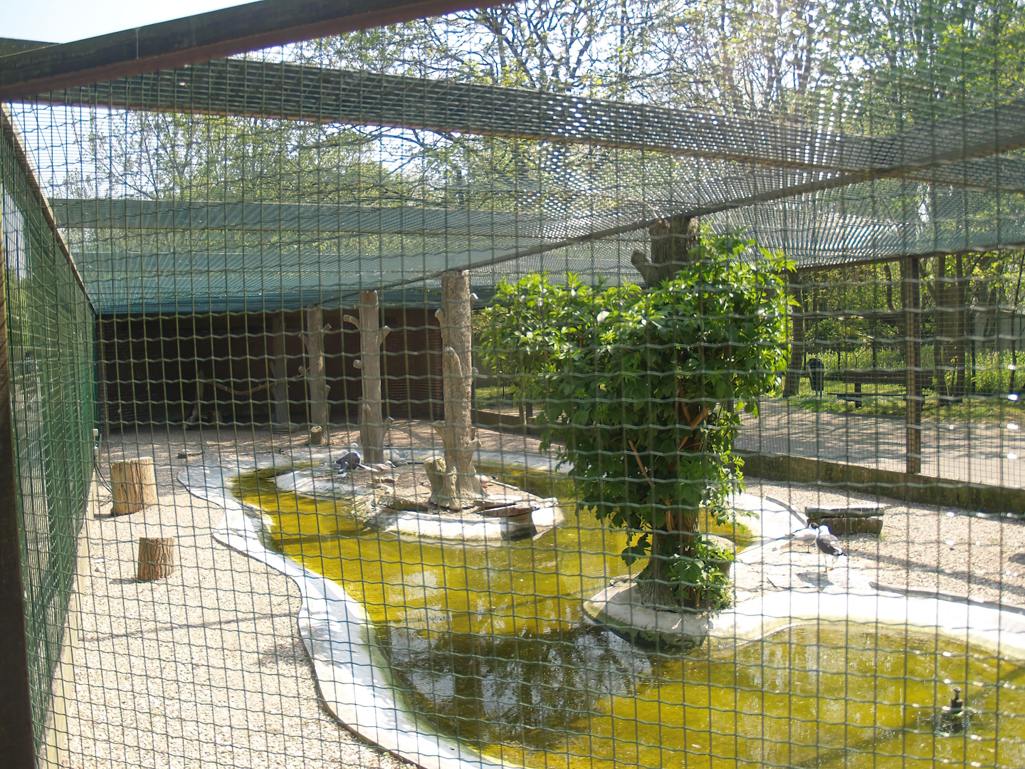 Zwin Bird Park (Now closed and demolished) - European herring gull and Greater black-backed gull aviary, 2007-04-22