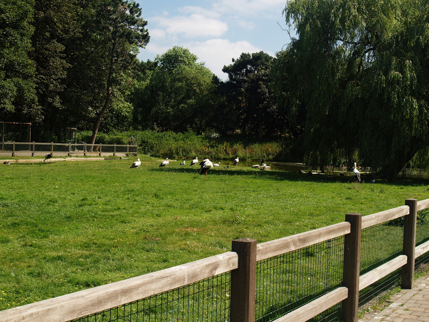 Zwin Bird Park (Now closed and demolished) - European white stork meadow, 2006-07-14