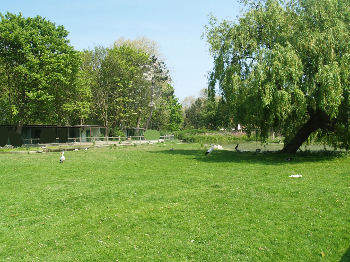 Zwin Bird Park (Now closed and demolished) - European white stork meadow, 2007-04-22