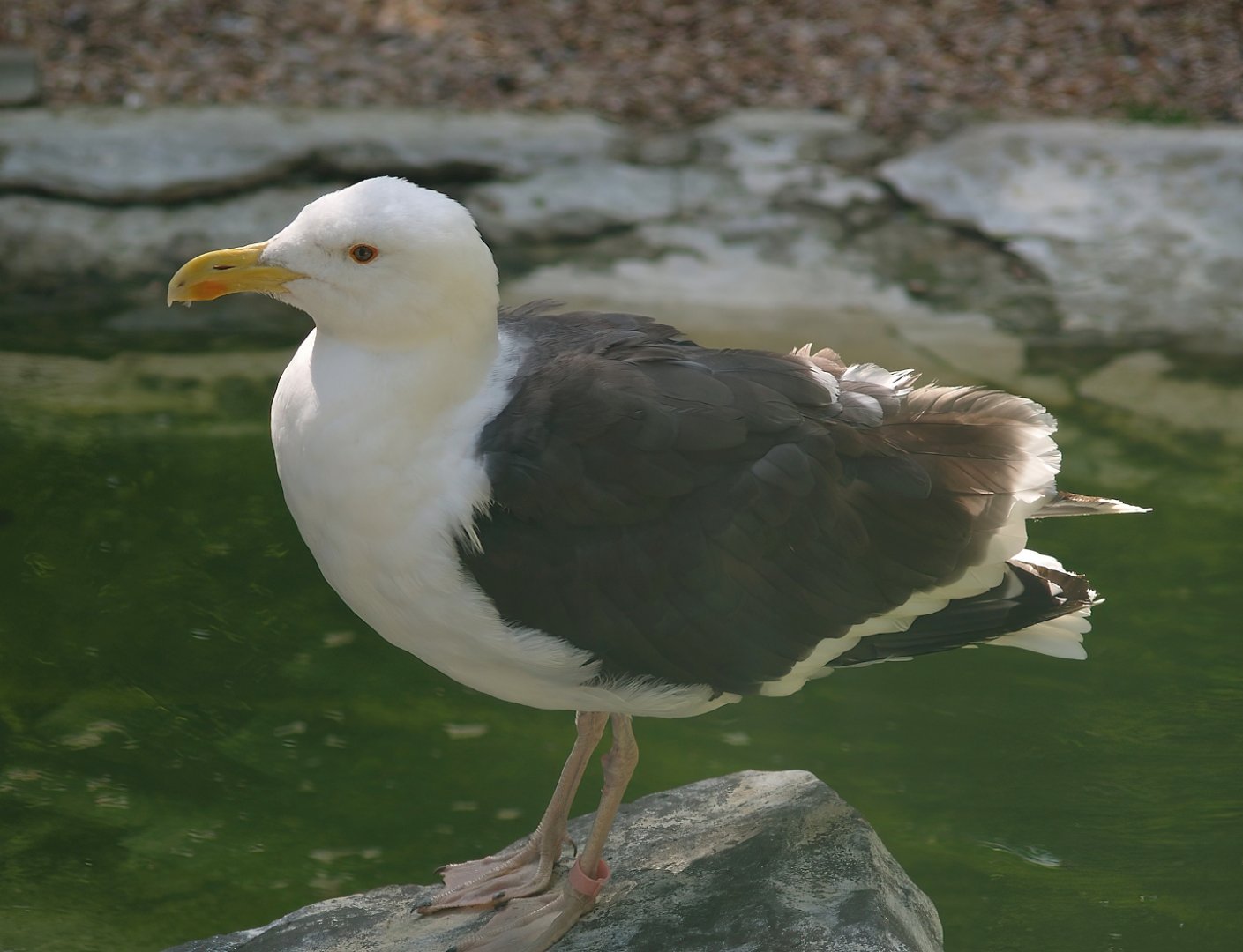 Zwin Bird Park (Now closed and demolished) - Greater black-backed gull (Larus marinus), 2006-07-14