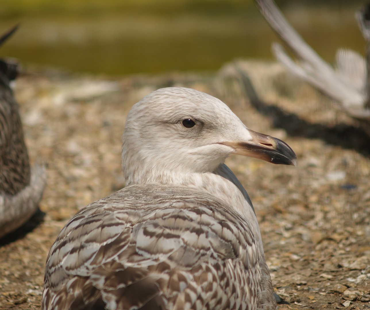 Zwin Bird Park (Now closed and demolished) - Juvenile European herring gull (Larus argentatus), 2007-04-22
