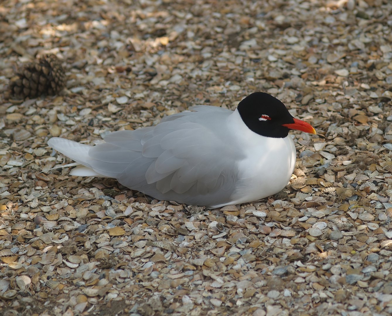Zwin Bird Park (Now closed and demolished) - Mediterranean gull (Ichthyaetus melanocephalus), 2007-04-22