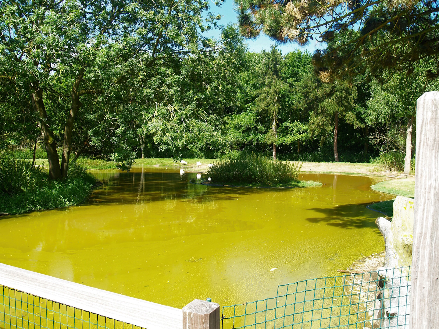 Zwin Bird Park (Now closed and demolished) - Mute swan and goose exhibit, 2006-07-14