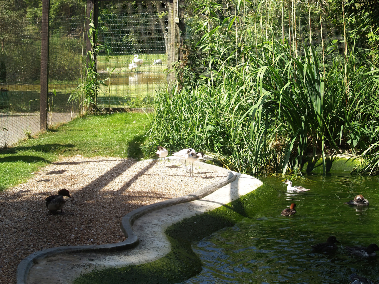 Zwin Bird Park (Now closed and demolished) - Part of aviary for pied avocets and Eurasian goldeneyes, 2006-07-14