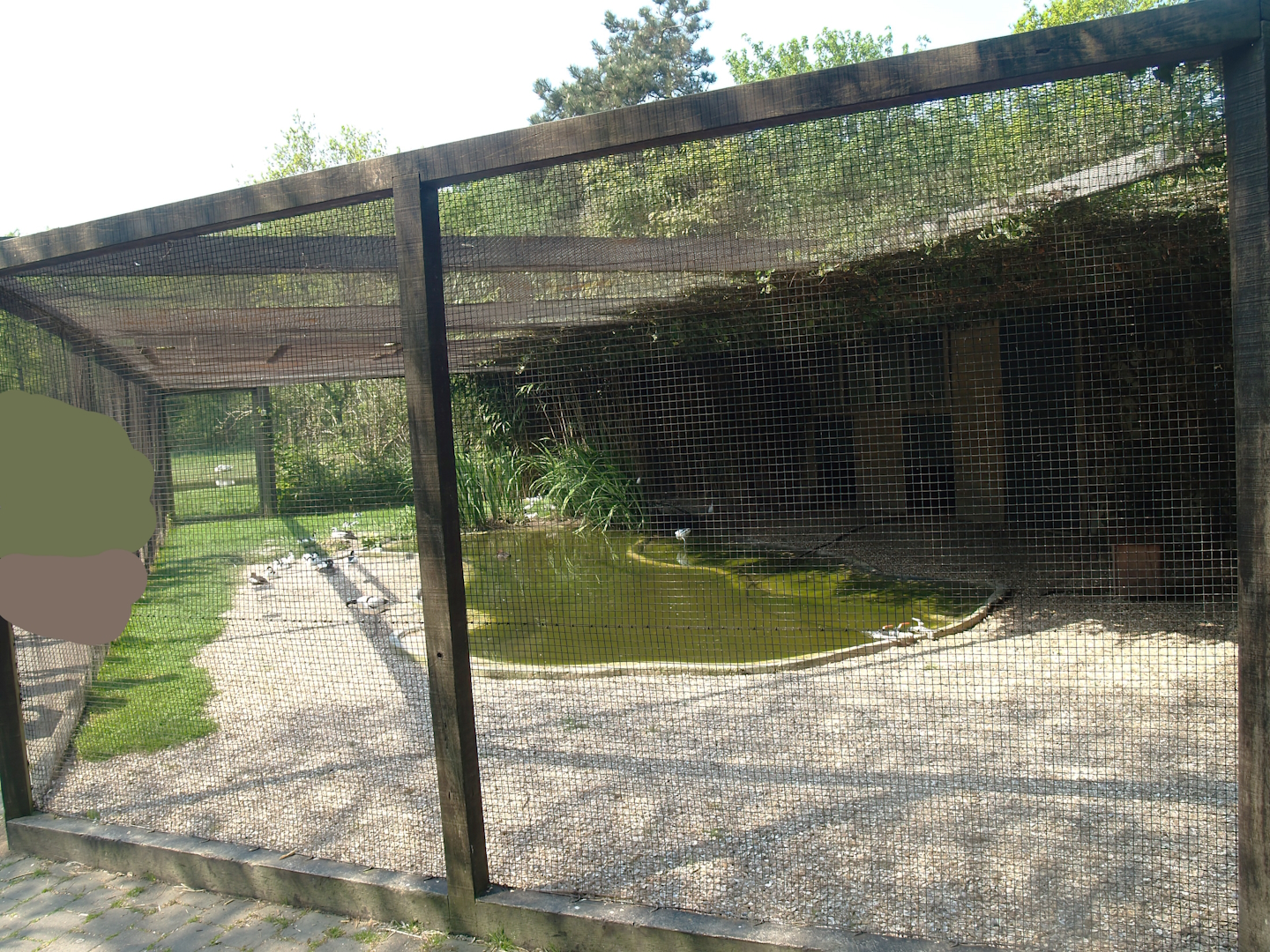 Zwin Bird Park (Now closed and demolished) - Pied avocet, Duck and Common tern aviary, 2007-04-22