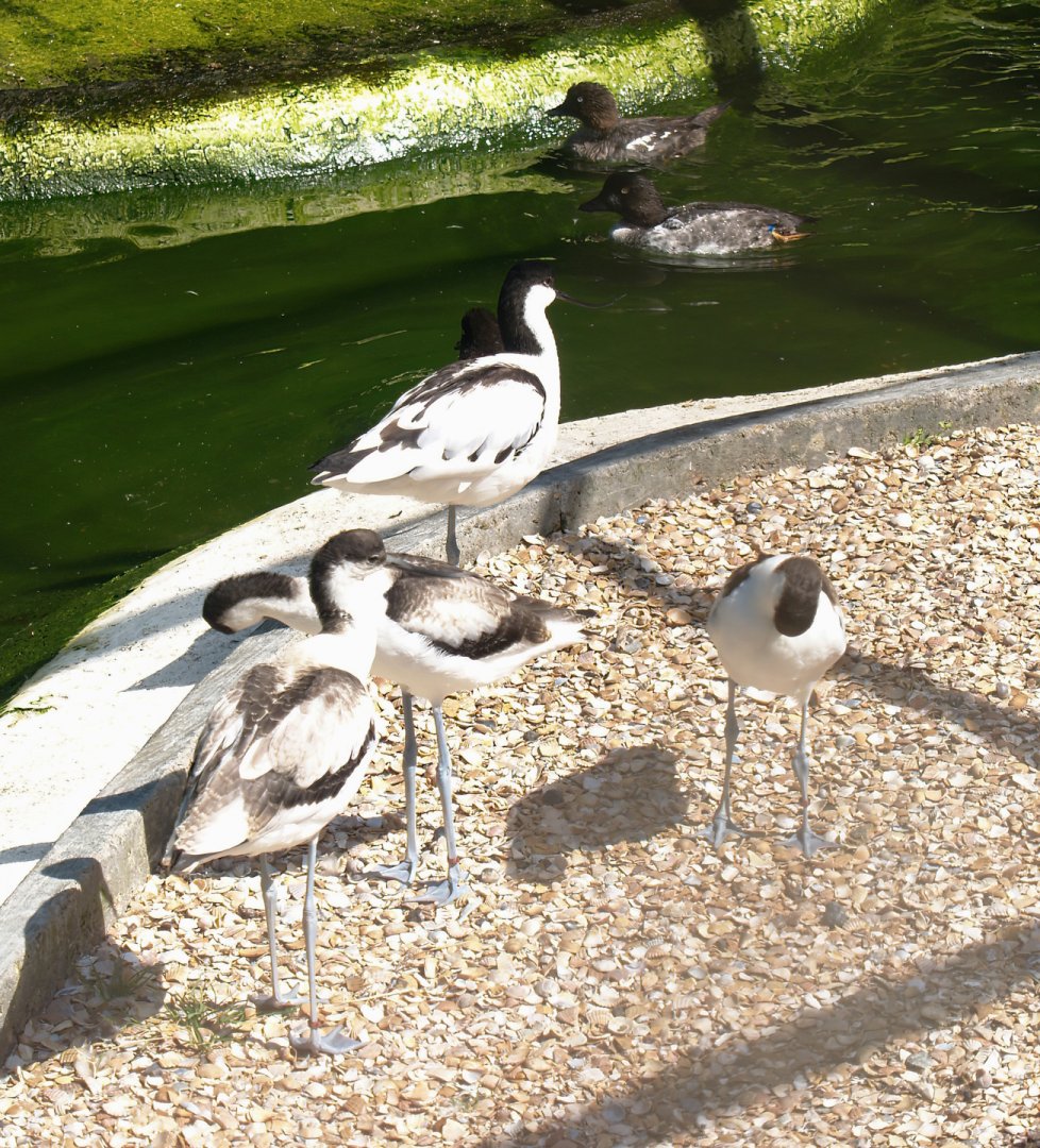 Zwin Bird Park (Now closed and demolished) - Pied avocets (Recurvirostra avosetta), 2006-07-14