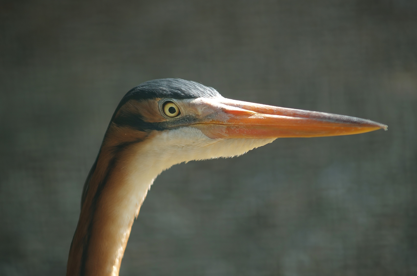 Zwin Bird Park (Now closed and demolished) - Purple heron (Ardea purpurea), 2007-04-22
