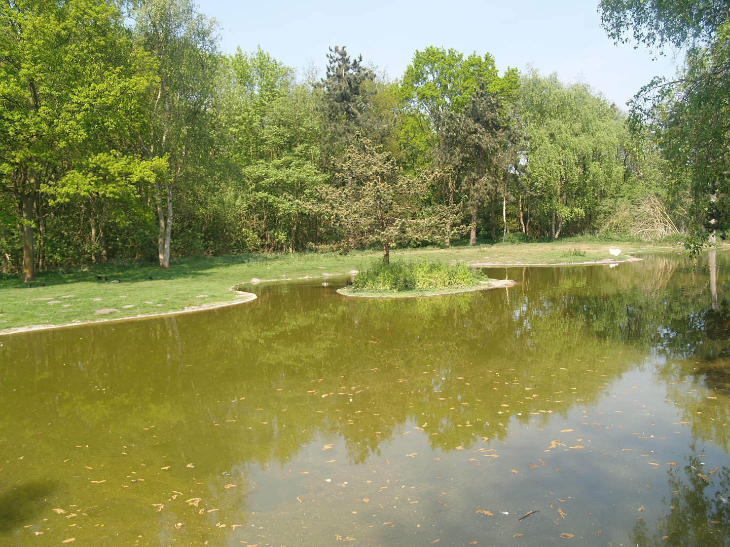 Zwin Bird Park (Now closed and demolished) - Second swan exhibit, 2007-04-22