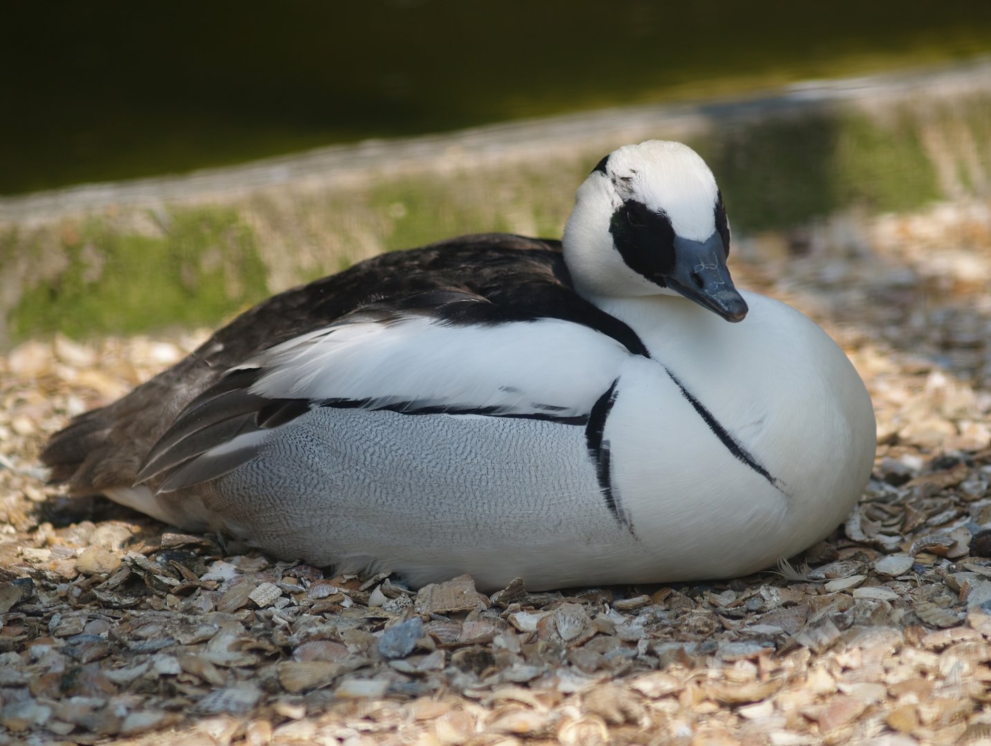 Zwin Bird Park (Now closed and demolished) -  Smew (Mergellus albellus), 2007-04-22